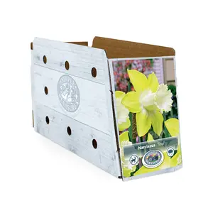 Narcissus Trumpet Teal | Capper 15 x 4 - image 2
