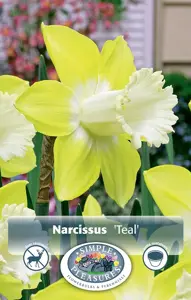 Narcissus Trumpet Teal | Capper 15 x 4