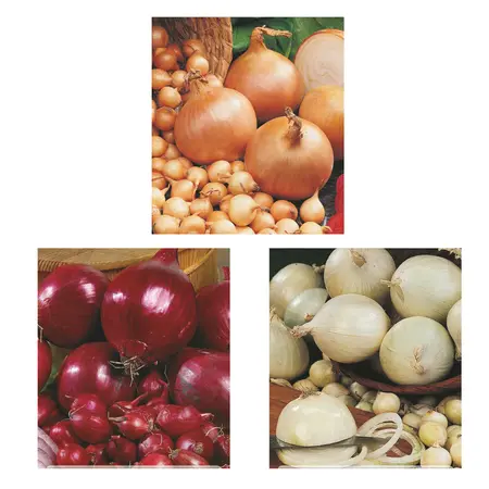 Onion Assortiment | 40 pce - image 1