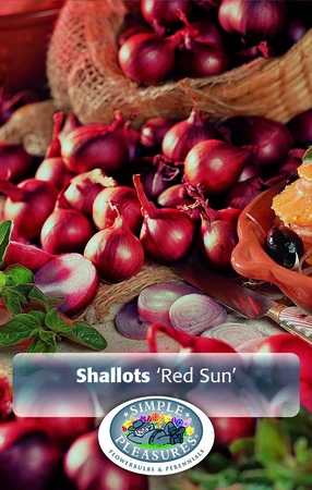 Onions Shallots Red Sun | Capper 25 x 10