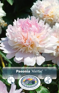 Paeonia Alertie | 15 pcs