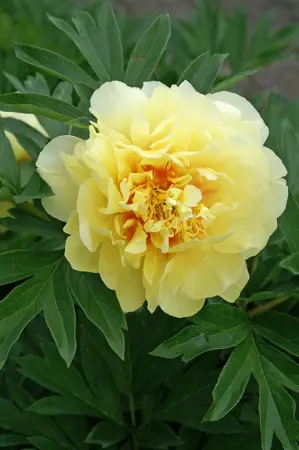 Paeonia Bartzella | 10 pcs
