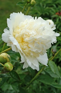 Paeonia Bridal Shower NEW | 15 pcs
