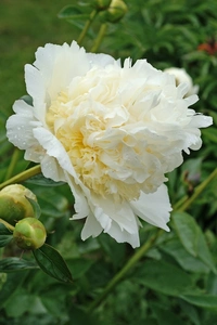 Paeonia Bridal Shower NEW | 15 pcs