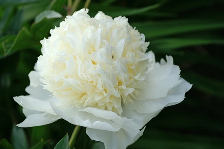 Paeonia Charlies White | 15 pcs