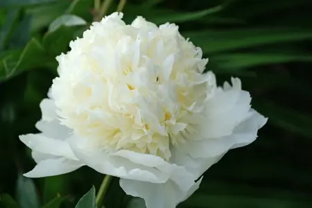 Paeonia Charlies White | 60 pcs