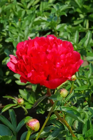Paeonia Command Performance | 60 pcs