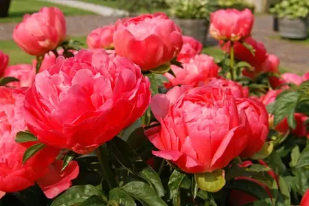Paeonia Coral Sunset | 15 pcs