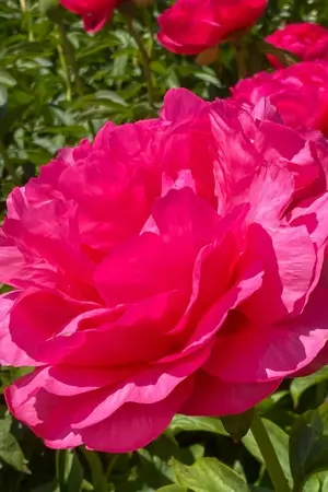 Paeonia Cytherea | 60 pcs