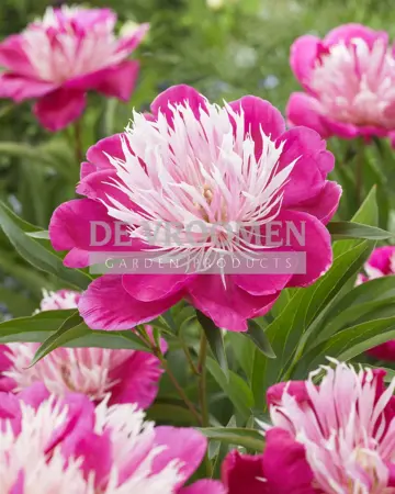 Paeonia Fantastic | 15 pcs