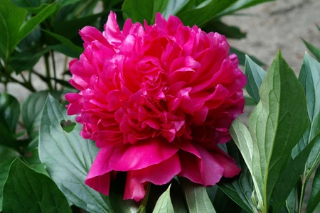 Paeonia Felix Crousse | 15 pcs