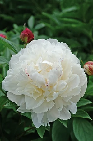 Paeonia Festiva Maxima | 15 pcs