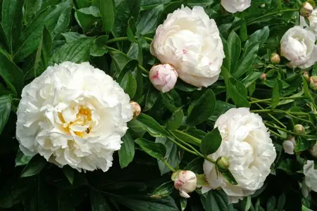 Paeonia Gardenia | 60 pcs