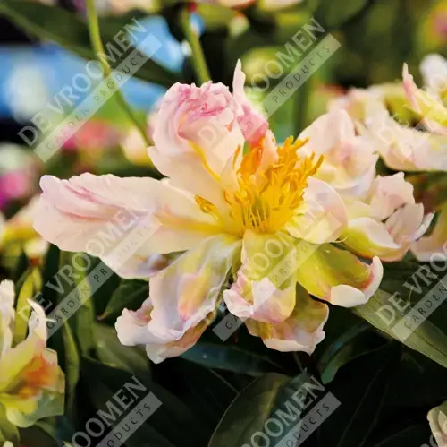 Paeonia Green Lotus | 60 pcs - De Vroomen US