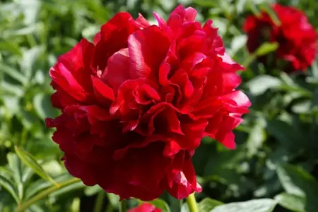 Paeonia Henry Bockstoce | 15 pcs