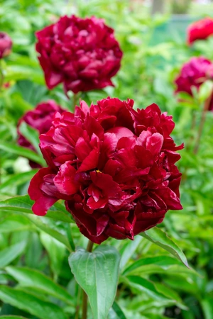 Paeonia Highlight NEW | 15 pcs