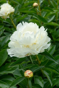 Paeonia Kelway's Glorious NEW | 15 pcs