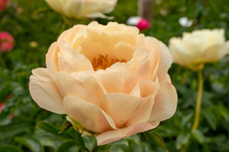 Paeonia King's Day | 15 pcs