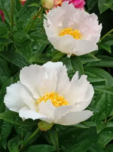 Paeonia Krinkled White | 60 pce