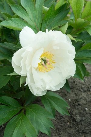 Paeonia Love Affair | 5 pcs