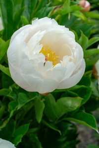Paeonia Love Affair | 75 pcs