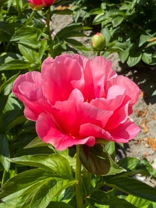 Paeonia Lovely Rose | 60 pcs