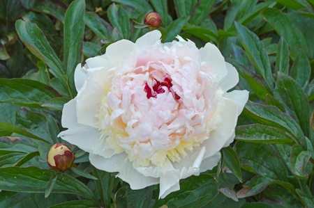 Paeonia Madame de Verneville | 15 pcs