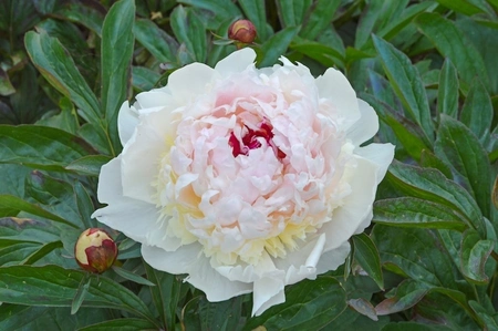 Paeonia Madame de Verneville | 60 pcs