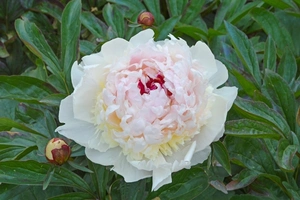 Paeonia Madame de Verneville | 60 pcs