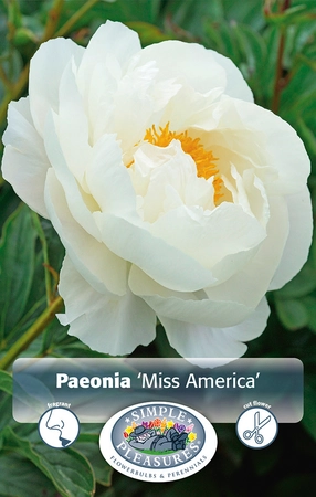 Paeonia Miss America | 15 pcs