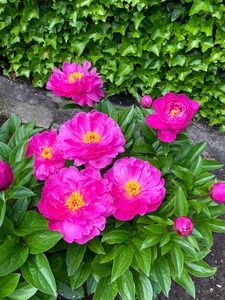 Paeonia Nice Gal NEW | 15 pcs
