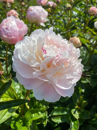 Paeonia Norma Volz NEW | 15 pcs