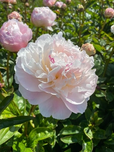Paeonia Norma Volz NEW | 15 pcs