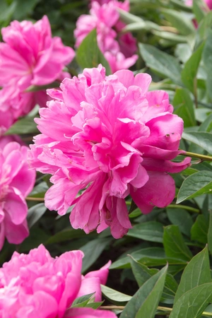 Paeonia Panther Blush | 15 pcs