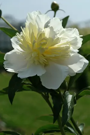 Paeonia Primevere | 15 pcs