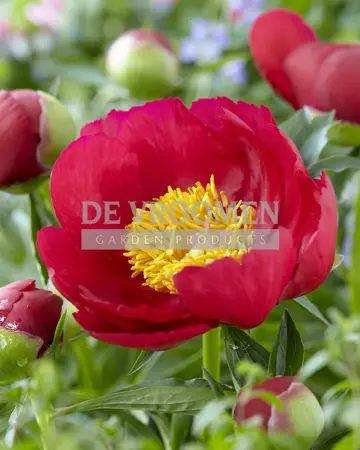 Paeonia Scarlet O'Hara | 60 pcs