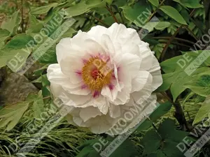 Paeonia Tree White | 5 pce
