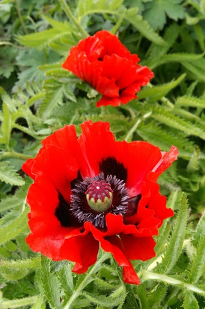 Papaver Beauty of Livermere | 200 pce