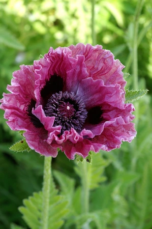 Papaver Central Park | 25 pce