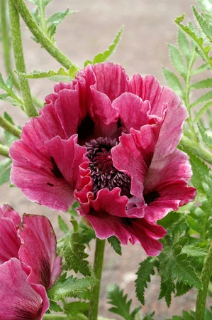 Papaver Harlem | 25 pce