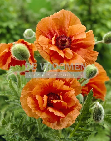 Papaver Harvest Moon | 25 pce