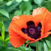 Papaver Orientale (Poppy)