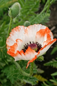 Papaver Pinnacle | 25 pcs