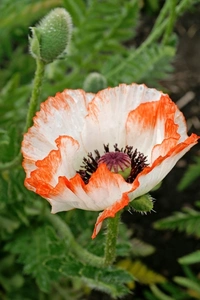 Papaver Pinnacle | 25 pcs