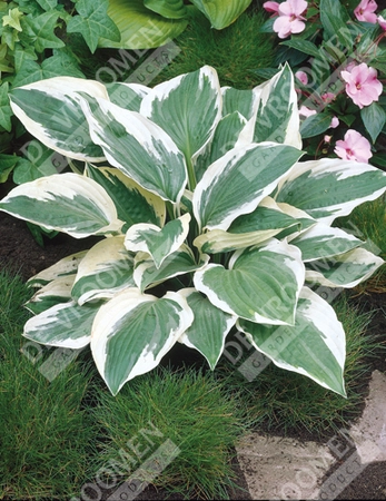 Hosta Patriot | 400 pcs