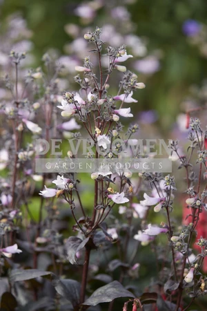 Penstemon Dark Towers | 25 pce
