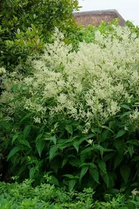 Persicaria Polymorpha | 125 pce