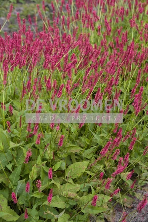 Persicaria Speciosa | 25 pce