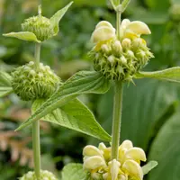 Phlomis