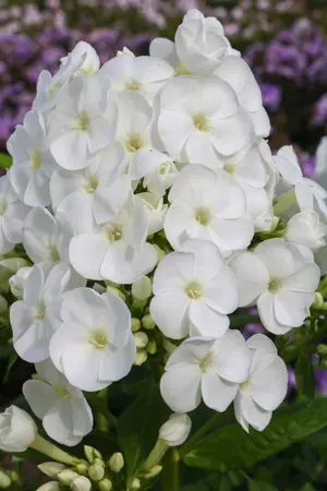Phlox Captain Freedom NEW | 25 pcs